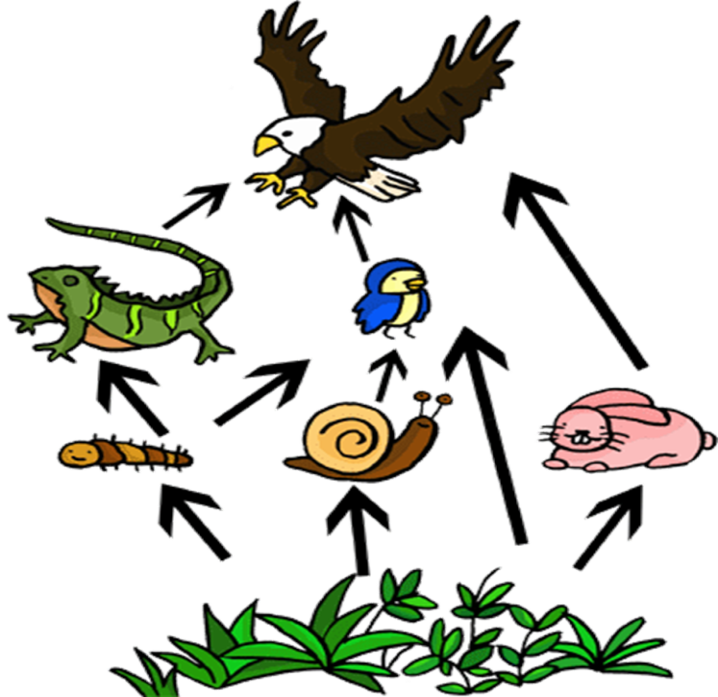 Producers - Food Web Clipart - Png Download (718x697), Png Download