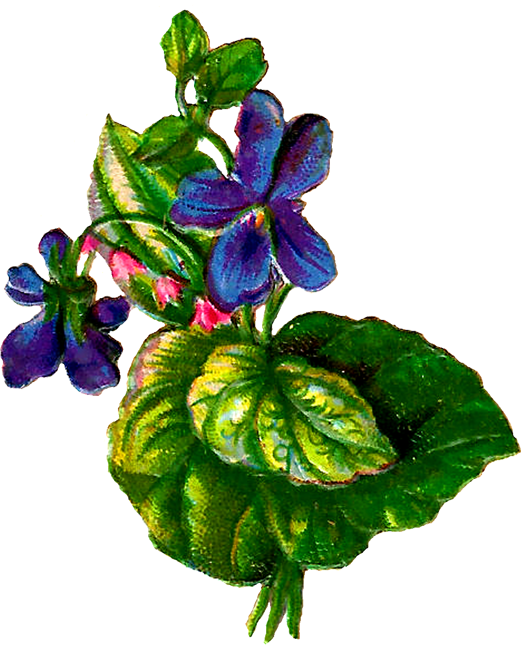 Forget Me Not Flowers Clip Art - Browallia Speciosa - Png Download (525x620), Png Download