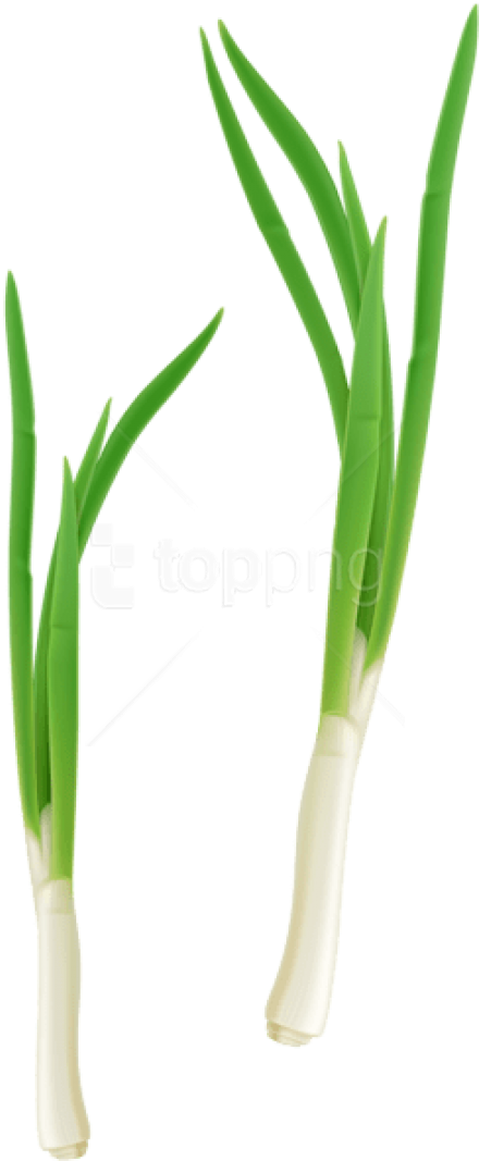 Free Png Green Fresh Onion Png Images Transparent - Onion Clipart (480x1083), Png Download