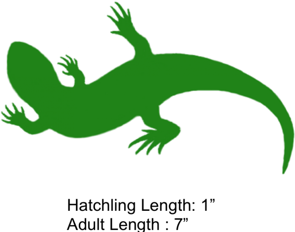 Goanna Clipart Small Lizard - Gecko - Png Download (640x480), Png Download