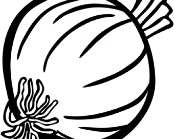 Drawn Onion White Png - Onion Clip Art Black And White Transparent Png (640x480), Png Download