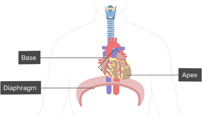 Anterior View Of The Base Of The Heart - Base Of Heart Diagram Clipart (770x406), Png Download