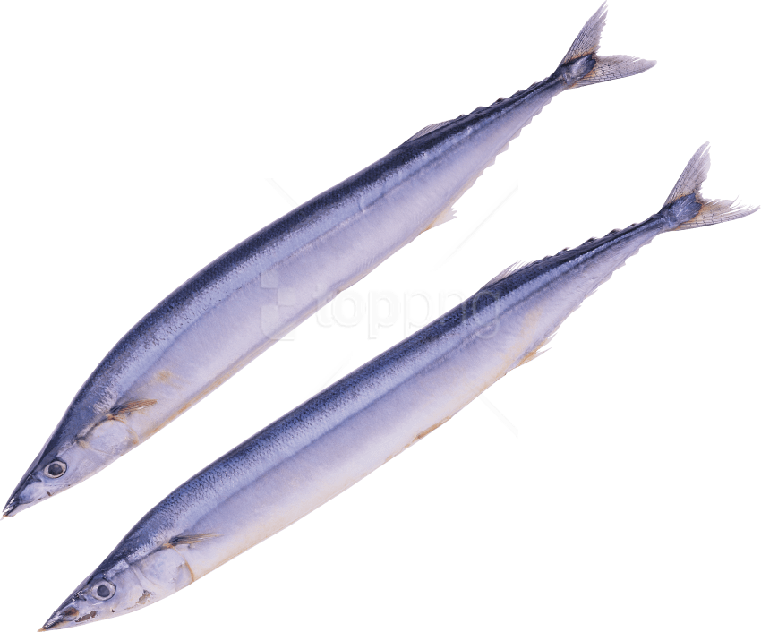 Free Png Download Fish Png Images Background Png Images - Importacion De América Del Norte Clipart (850x706), Png Download