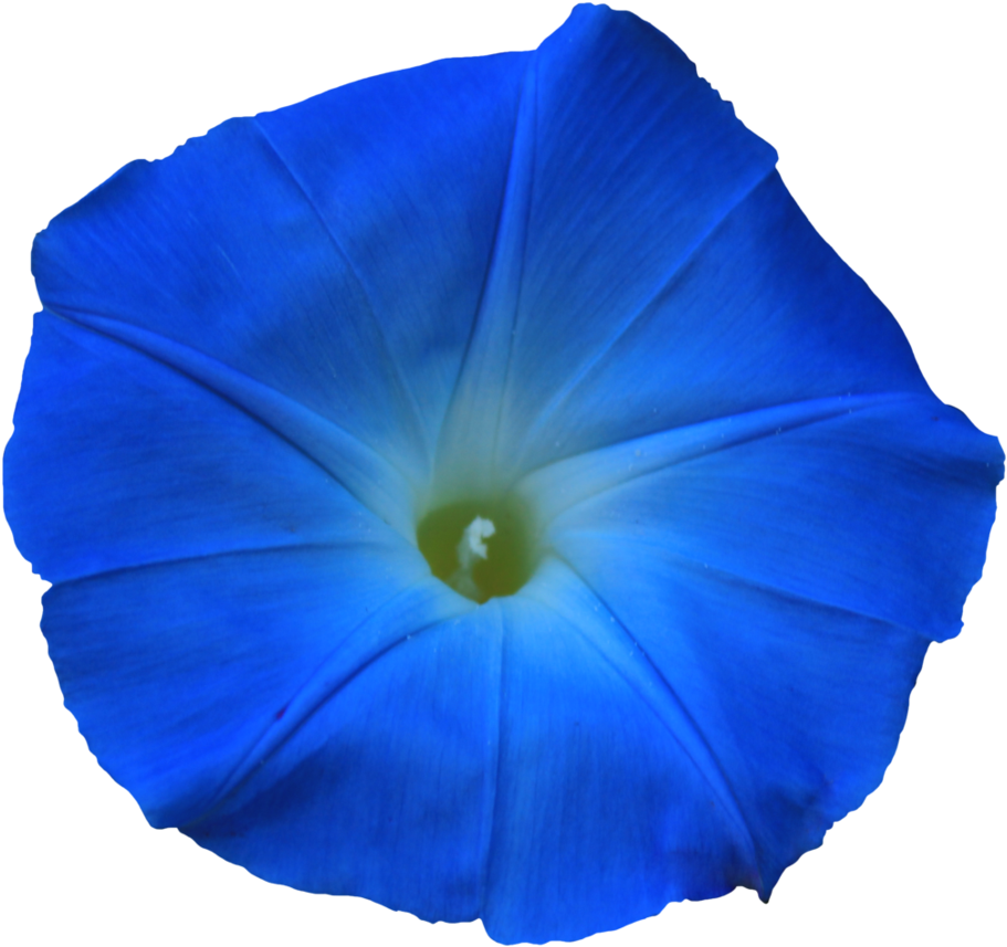 Morning Glory Png Clipart (924x864), Png Download