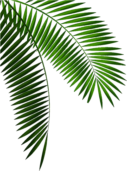 Découvrir Les Îles De São Tomé Et Principe - Roystonea Clipart (488x669), Png Download