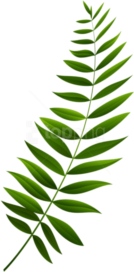 Free Png Download Green Branch Transparent Clipart - Green Branch Transparent (480x945), Png Download