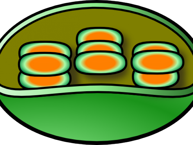 Chloroplast Cliparts - Png Download (640x480), Png Download