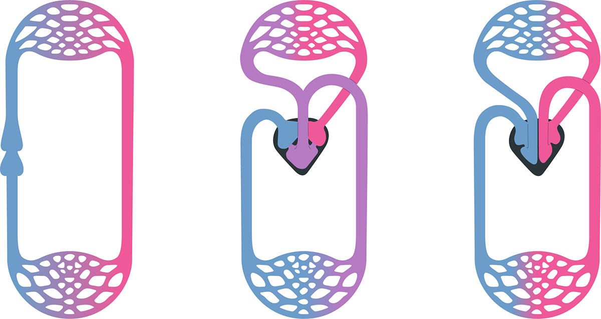 This Is A Large Collection Of Graphics And Animations - Double Circulation Of The Heart Clipart (1200x638), Png Download