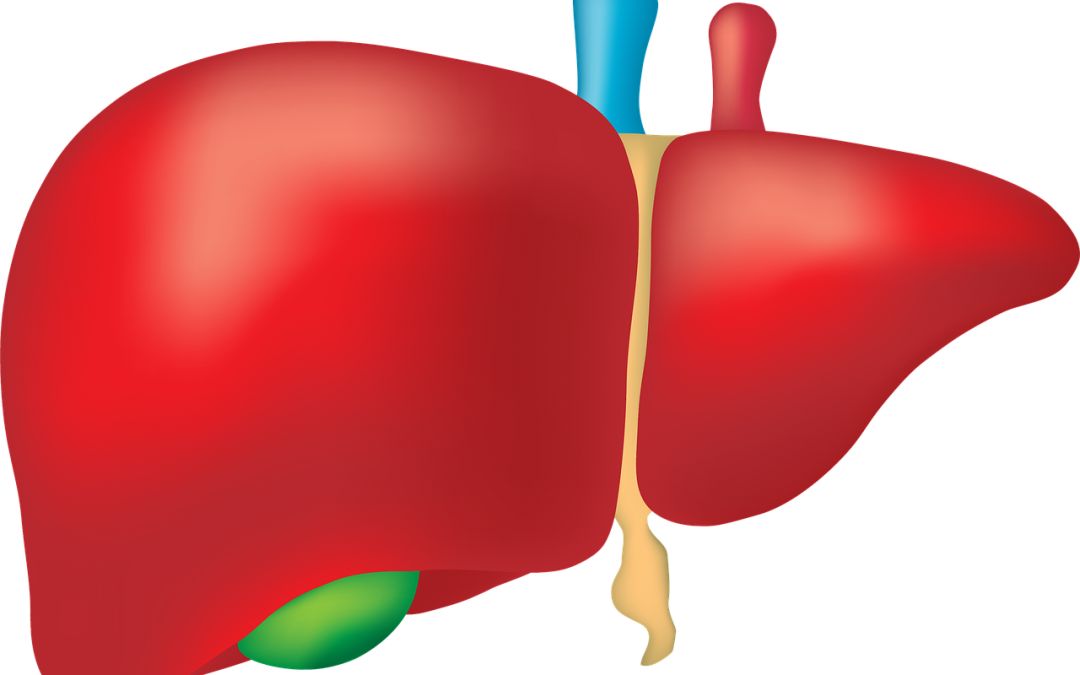 The Importance Of Bile For Removing Toxins - Liver Png Clipart (1080x675), Png Download