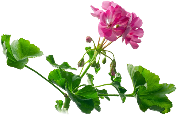 Watercolor Painting Royalty Free Photography Royaltyfree - Geranium Clipart (640x500), Png Download