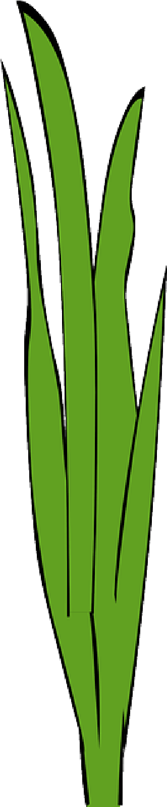 Marijuana Plant Transparent Background - Erva Daninha Png Clipart (800x1600), Png Download