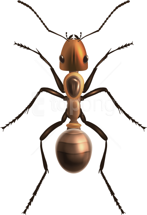 Free Png Download Ant Clipart Png Photo Png Images - Ant Png Transparent Png (480x702), Png Download