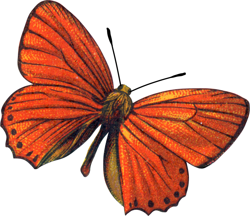 Quilling Butterfly, Butterfly Clip Art, Butterfly Drawing, - Butterflies - Png Download (869x751), Png Download