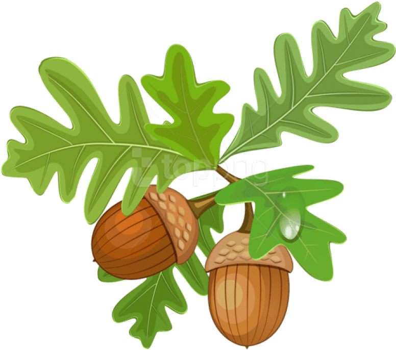 Free Png Download Transparent Leaves With Acorns Clipart - Acorns Transparent Clipart (850x743), Png Download