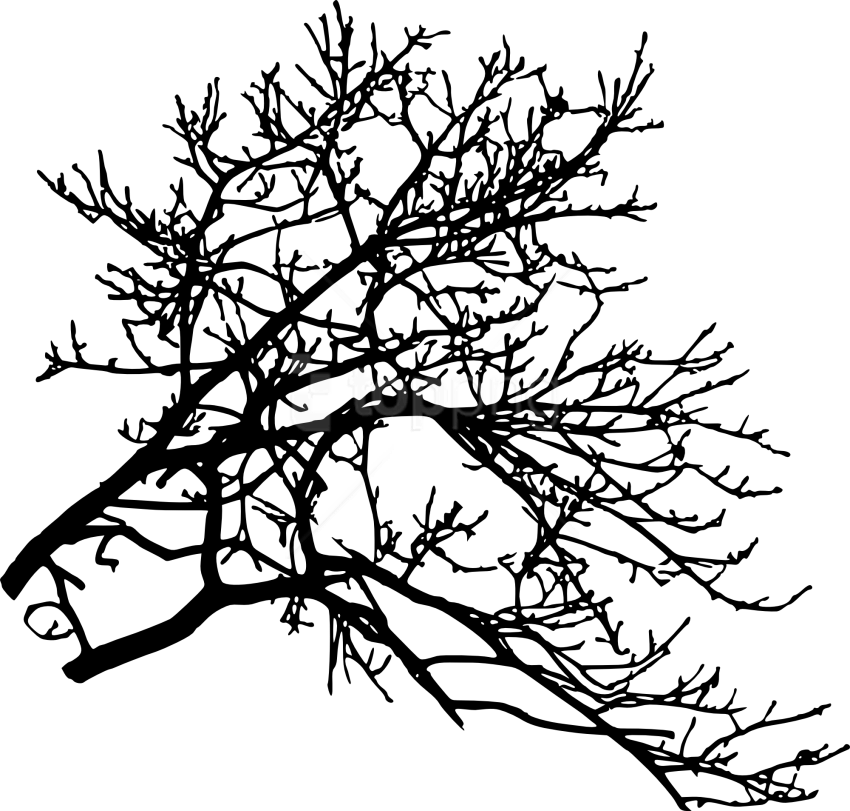 Free Png Tree Branch Png - Silhouette Clipart (850x811), Png Download