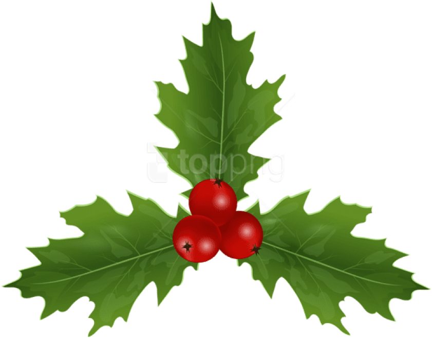 Christmas Holly Mistletoe Png - American Holly Clipart (850x669), Png Download