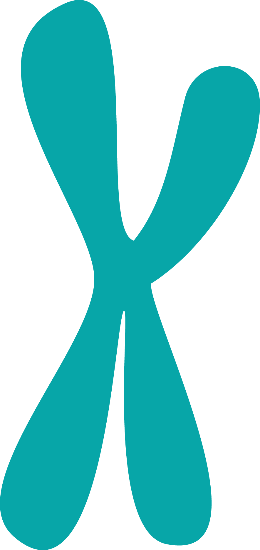 Presse Genetikum - Chromosom Png Clipart (885x1873), Png Download