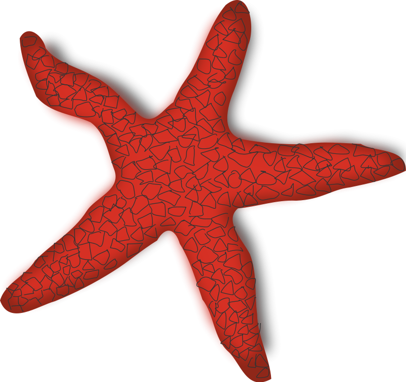Starfish Clip Art Download - Red Starfish Clipart - Png Download (800x752), Png Download