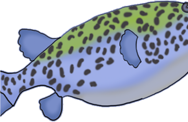 Spotty Fishes Clipart - Png Download (640x480), Png Download