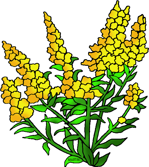 United States Clip Art By Phillip Martin, State Flower - Kentucky State Flower Clipart - Png Download (578x648), Png Download