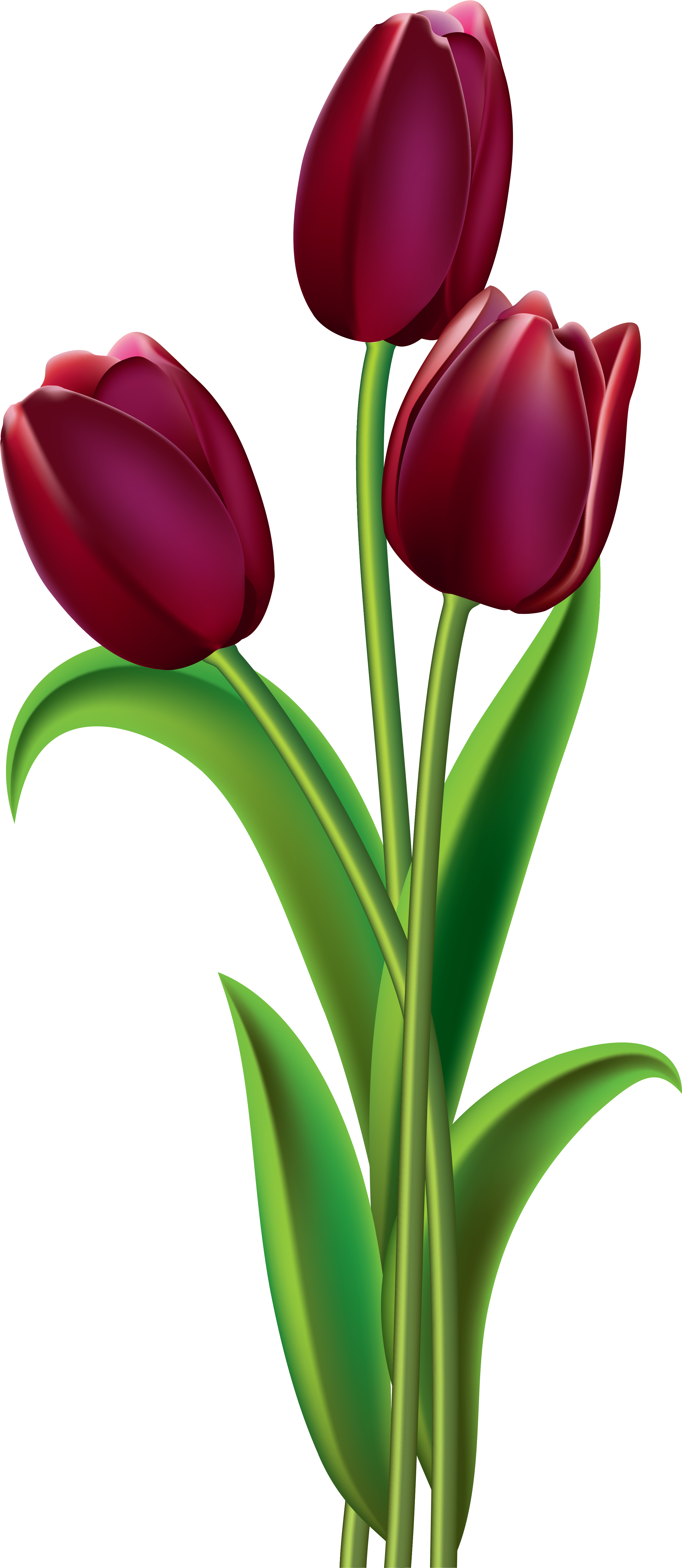 Фото, Автор Soloveika На Яндекс - Transparent Tulips Clipart (557x1280), Png Download