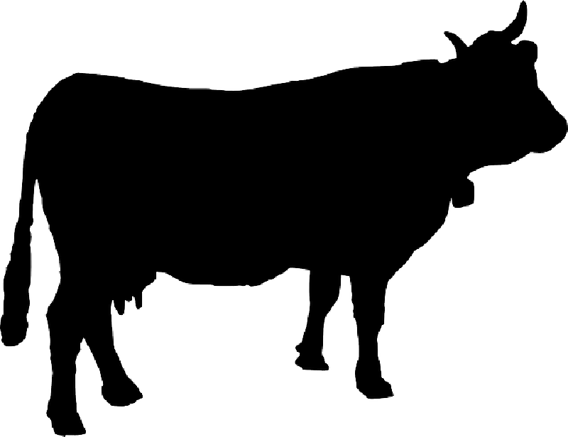 Cattle, Cow, Cowbell, Silhouette, Animal, Farm Animal - Cow Silhouette Svg Clipart (800x616), Png Download