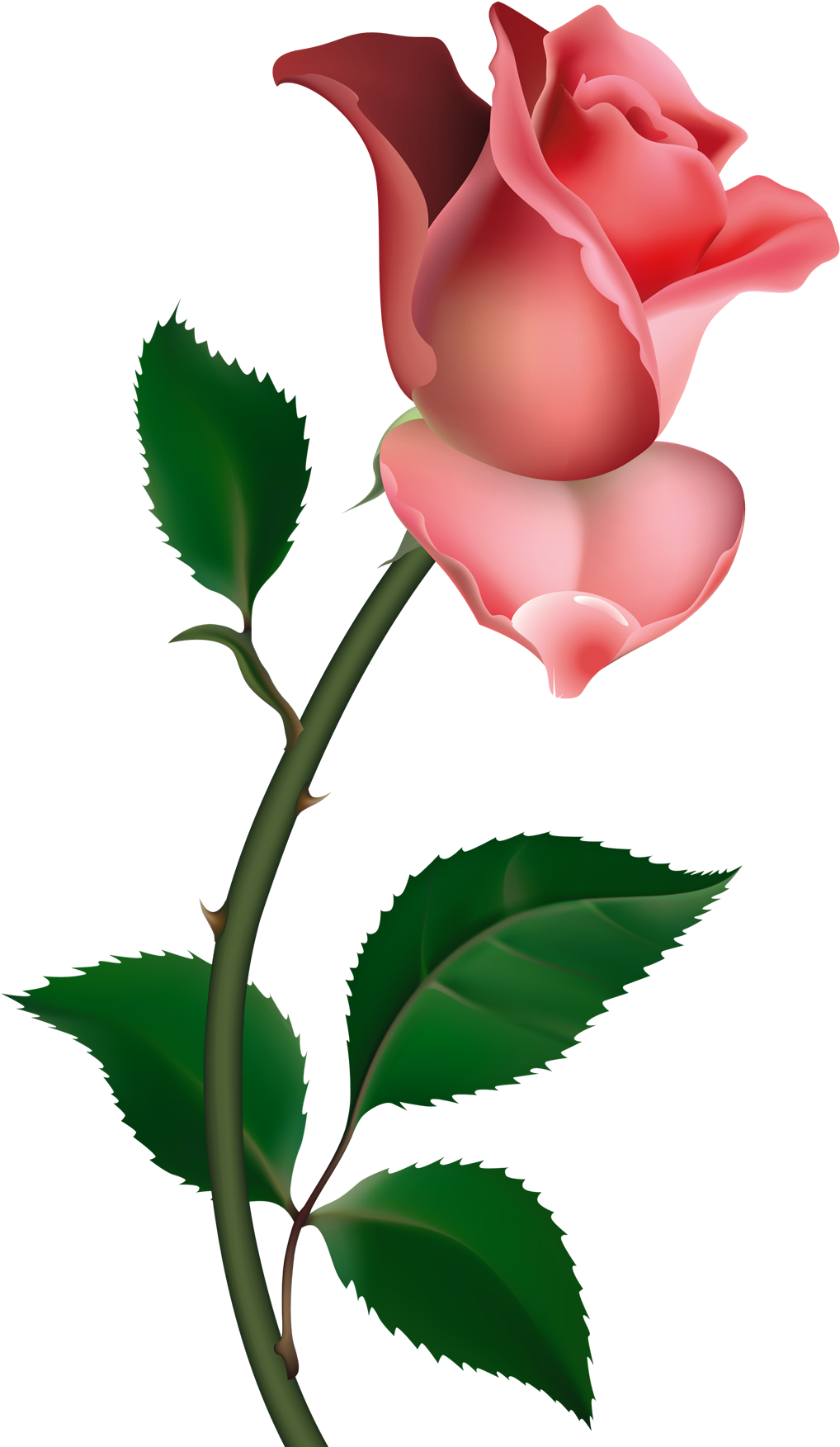 Roses Clip Art - Free Clipart Rose - Png Download (1080x1778), Png Download