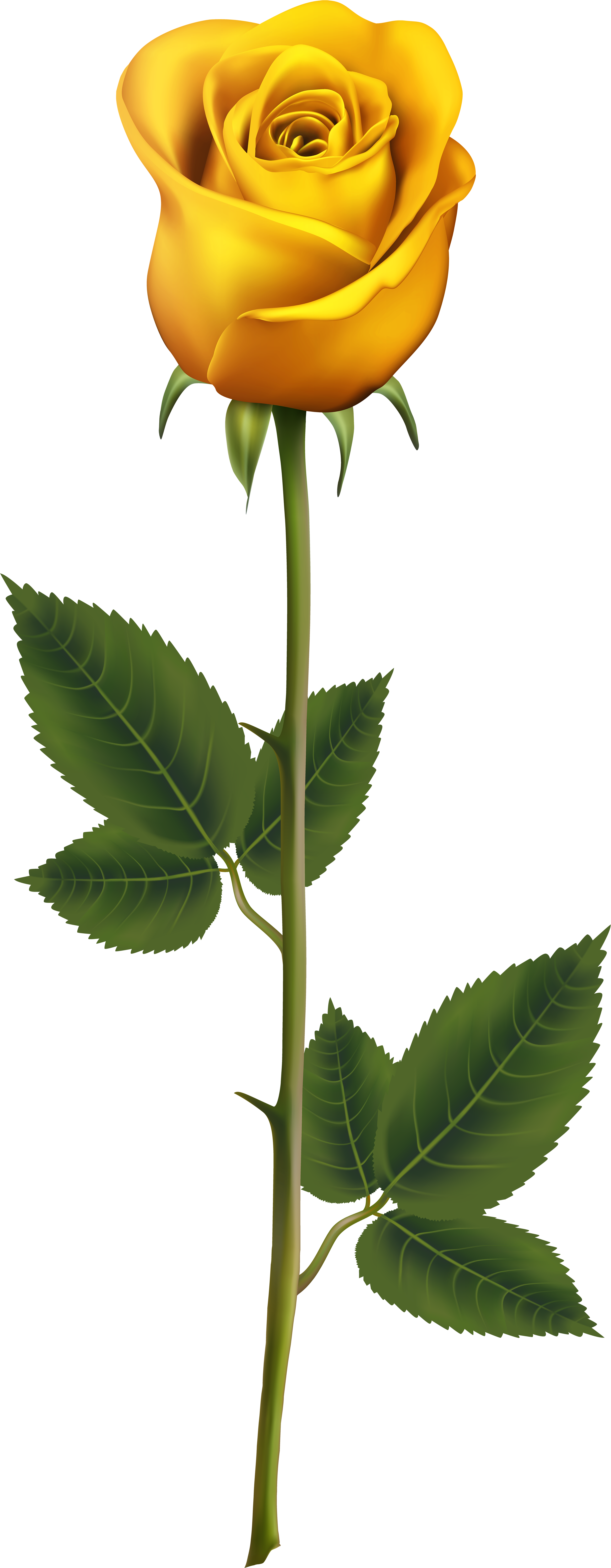 Yellow Rose With Stem Clipart (3375x8000), Png Download