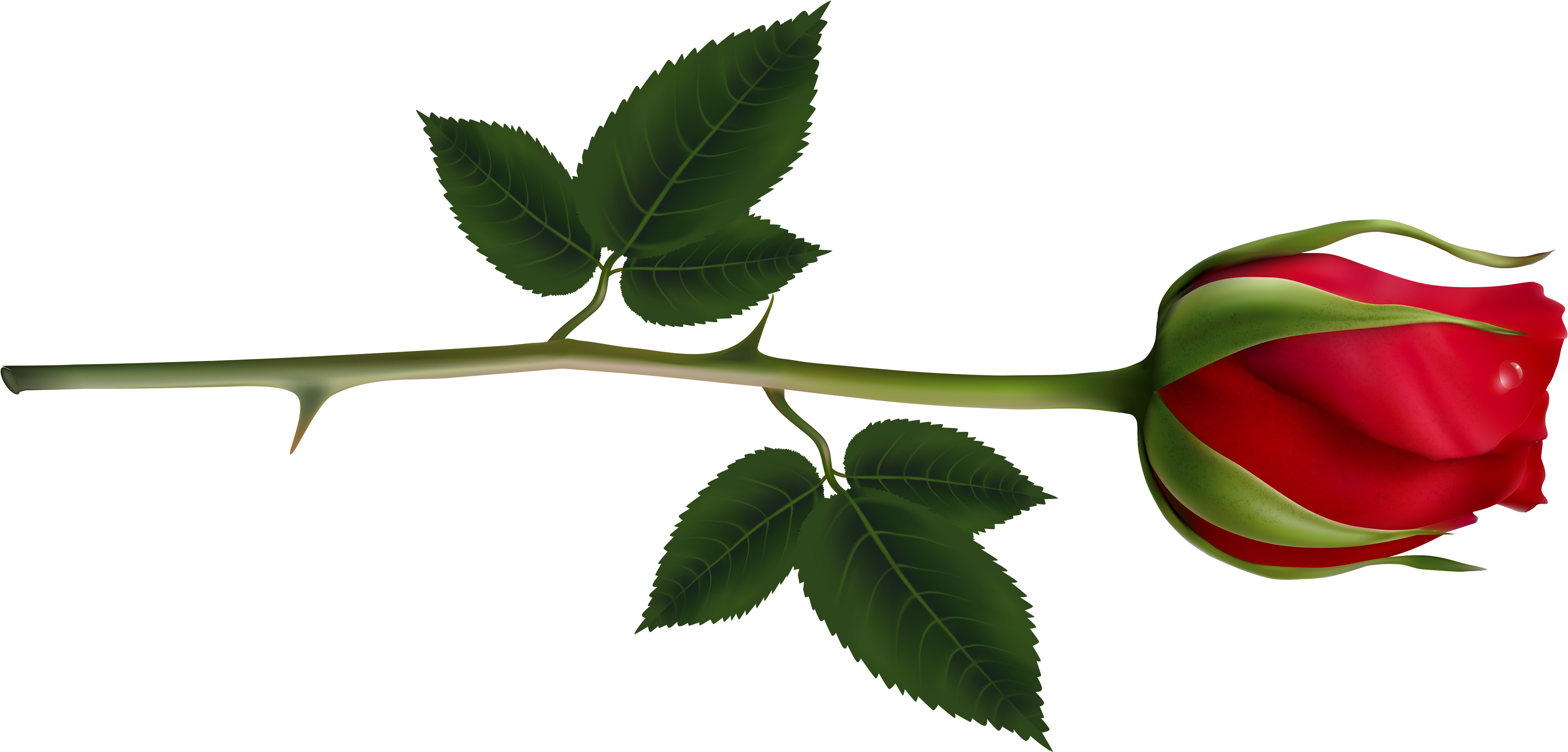 Rose Clipart Images And Pictures Download - Red Rose Bud Png Transparent Png (5158x2476), Png Download