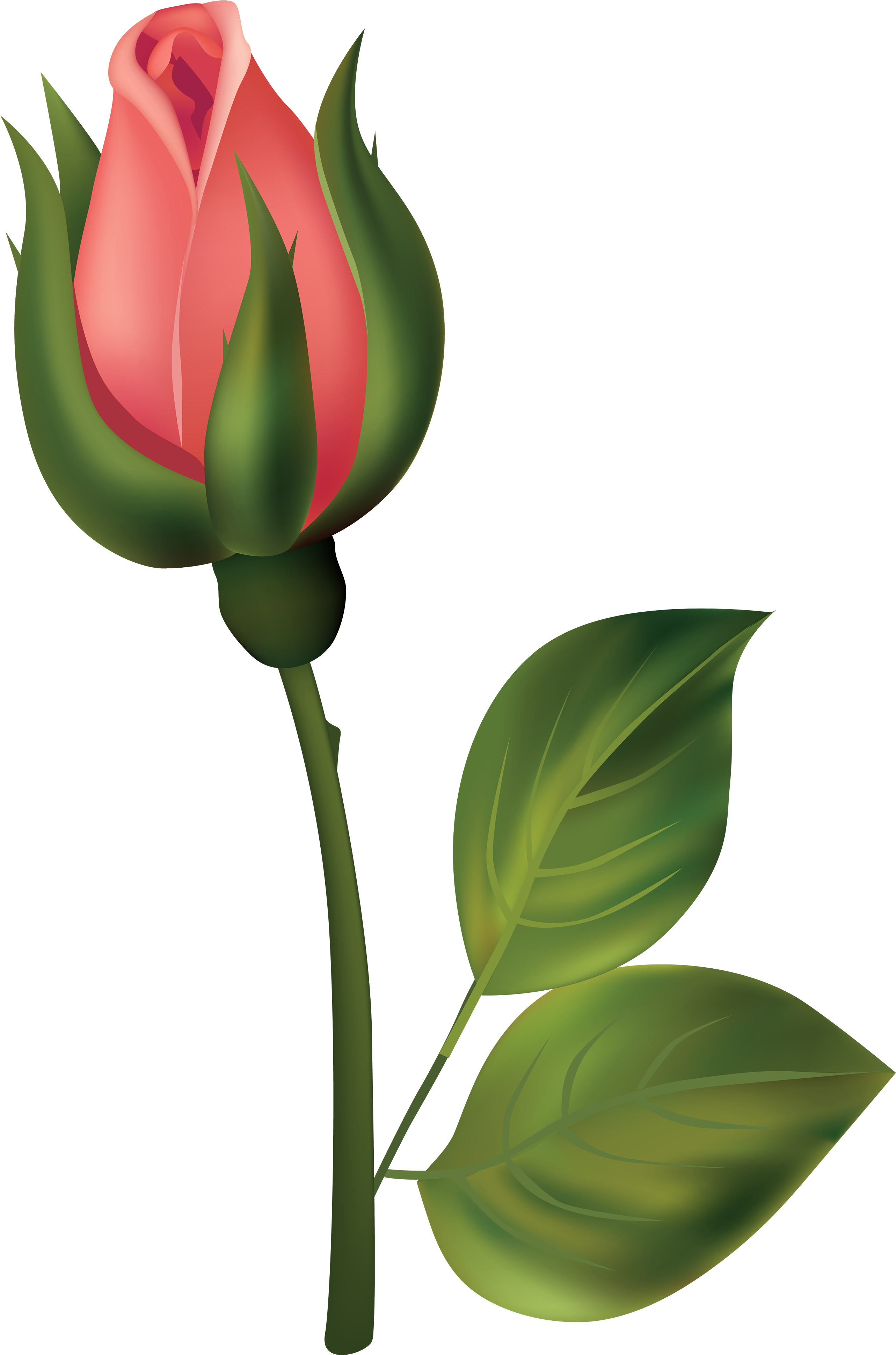 Rose Bud Clipart - Capullos Png Transparent Png (2644x4000), Png Download