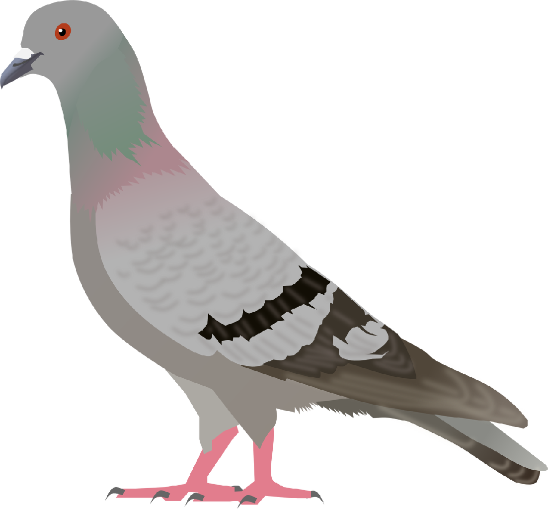 Pigeon Clip Art - Clipart Images Of Pigeon - Png Download (1103x1024), Png Download