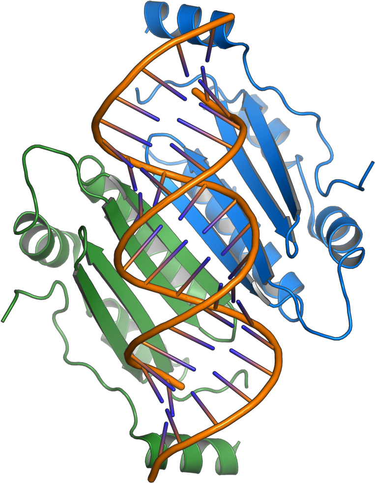 1r9f Tombusvirus P19 - Tombusvirus Clipart (768x1024), Png Download