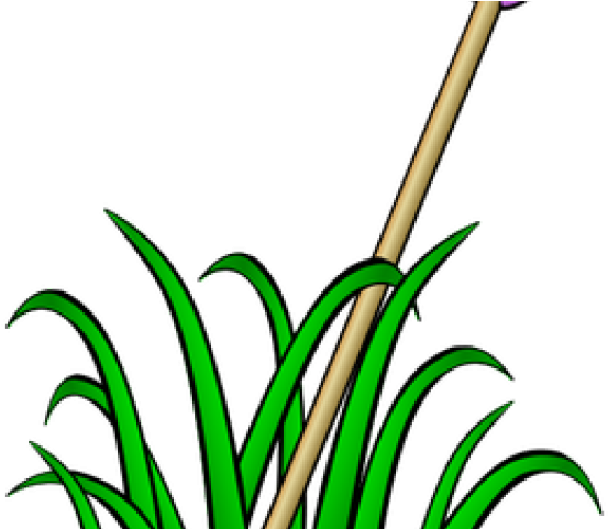 Sea Grass Clipart Tall - Grass Clip Art - Png Download (640x480), Png Download