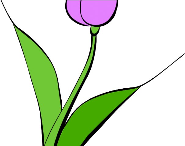Purple Rose Clipart Border - Lale Çizimi - Png Download (640x480), Png Download