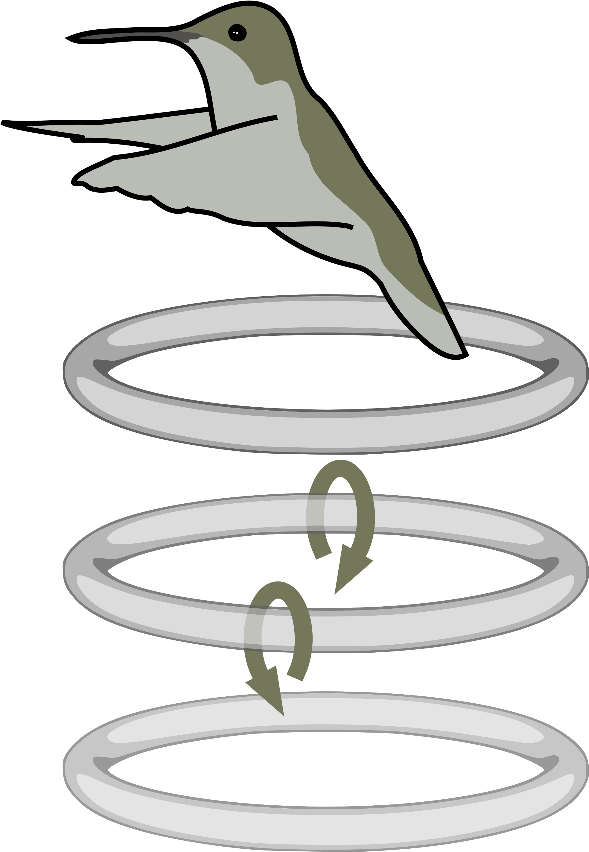 Discovered After Training A Bird To Fly Through A Cloud - Hummingbird Flaps Diagram Clipart (2000x2868), Png Download