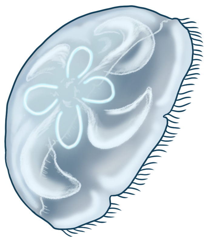 Blue Moon Jellyfish - Illustration Clipart (800x800), Png Download