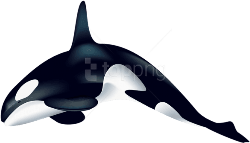 Free Png Download Orca Clipart Png Photo Png Images - Transparent Killer Whale Clipart (850x486), Png Download