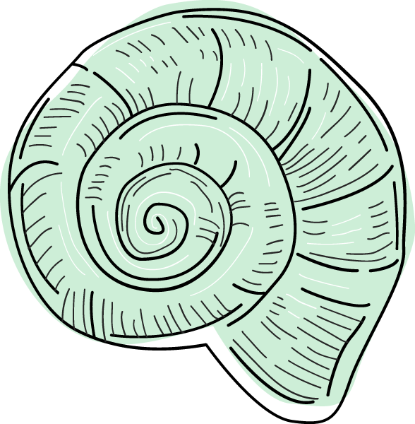 Free Online Aquatic Marine Conch Ocean Vector For Design Clipart (588x600), Png Download