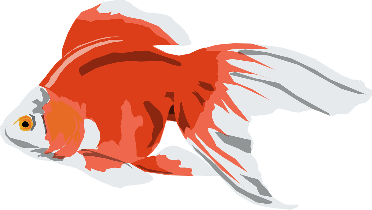 Goldfish White Orange - Gold Fish Vector Png Clipart (1280x724), Png Download