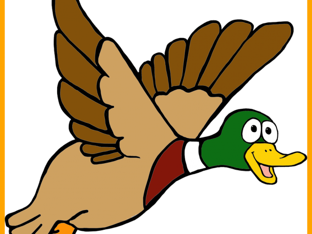 Wood Duck Clipart Drawing - Clipart Mallard Duck Transparent - Png Download (640x480), Png Download