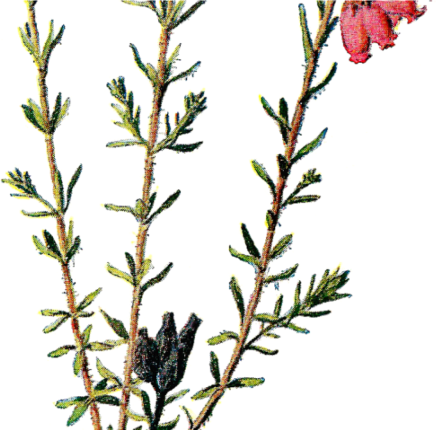 Vintage Scrapbooking Wildflower Clip Art - Vintage Scrapbooking Flowers Png Transparent Png (1368x855), Png Download