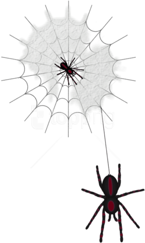 Free Png Halloween Web With Spiders Png Images Transparent - Паутина Клипарт Прозрачный Фон Clipart (480x798), Png Download