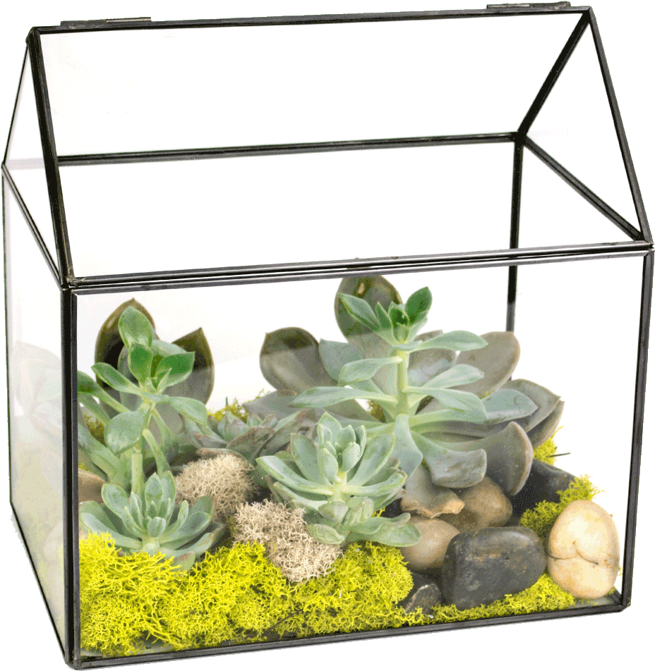 Succulent Green House Designed Transparent Background - Aquarium Clipart (1024x1024), Png Download