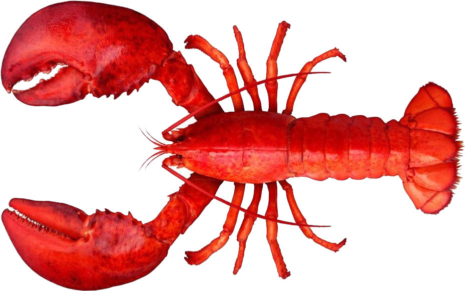 Lobster And Shrimp Difference Clipart (1024x773), Png Download