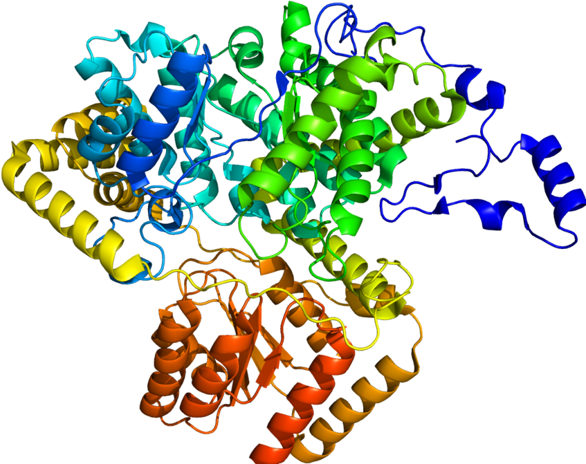 288 × 240 Pixels - Methylmalonyl Coa Mutase Structure Clipart (922x768), Png Download