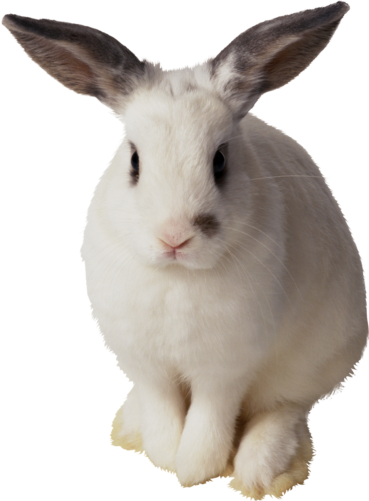 Imagens Png Coelhos Da Pascoa - Transparent Background Rabbit Transparent Clipart (1180x1600), Png Download