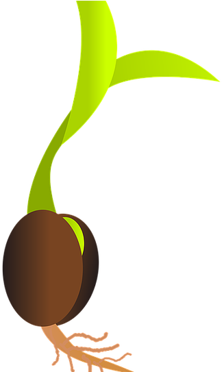 Related Wallpapers - Seeds Sprouting Png Clipart (640x542), Png Download