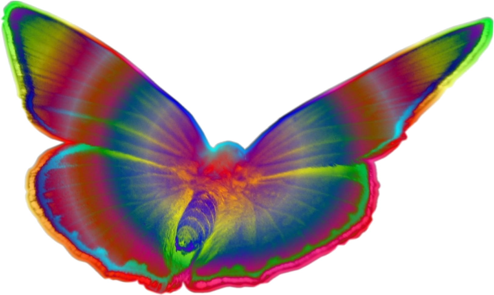 Popart Bunt Schmetterling Farbe Blumen - Schmetterling Groß Png Clipart (1645x1014), Png Download