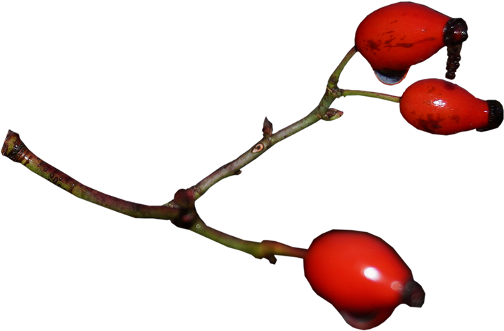 Rose Hip Clipart (800x550), Png Download