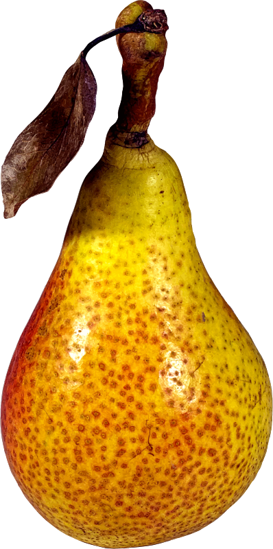 398 X 800 1 - Pear Clipart (398x800), Png Download